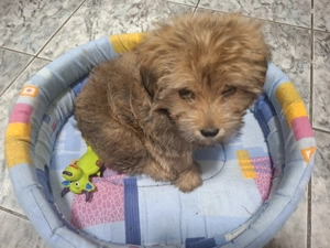 Bichon Havanez 2 luni - imagine 2