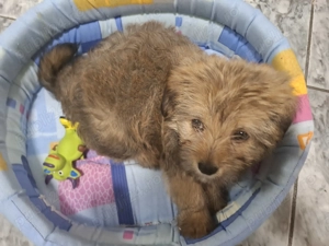 Bichon Havanez 2 luni