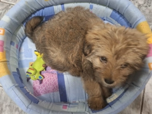 Bichon Havanez 2 luni - imagine 3