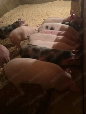 purcei 20-40kg - imagine 3