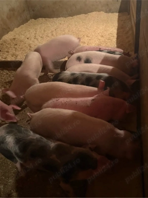 purcei 20-40kg - imagine 4