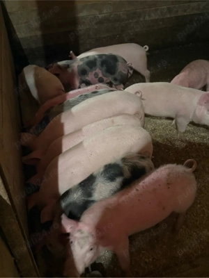 purcei 20-40kg - imagine 2