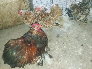 Cochinchina pitic porțelan 