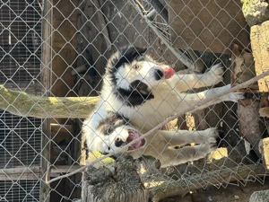 Cățel ciobănesc de Bucovina  - imagine 3