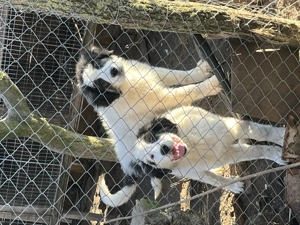 Cățel ciobănesc de Bucovina 