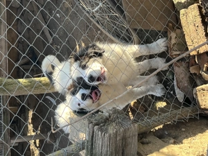 Cățel ciobănesc de Bucovina  - imagine 2