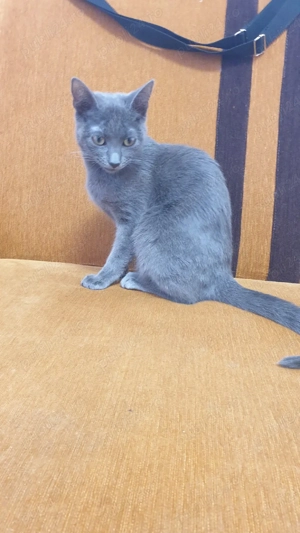 Motan albastru de Rusia - imagine 2