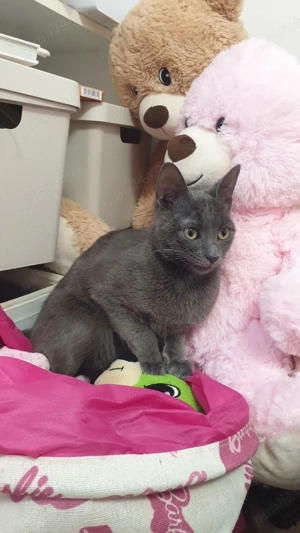 Motan albastru de Rusia - imagine 5