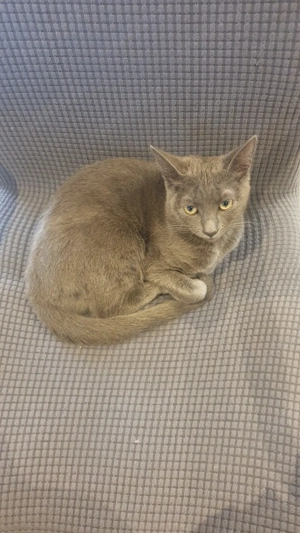 Motan albastru de Rusia