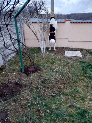 Ciobanesc de Bucovina  - imagine 2