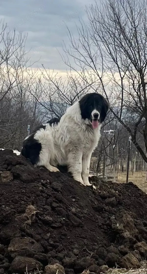 Ciobanesc de Bucovina 