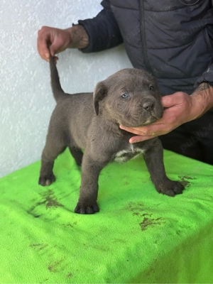 vand pui Cane Corso - imagine 5