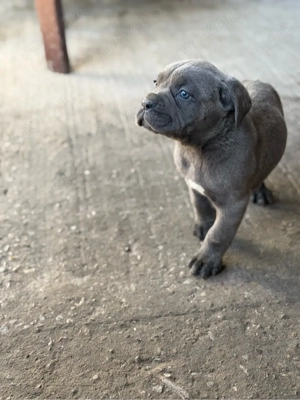 vand pui Cane Corso - imagine 4