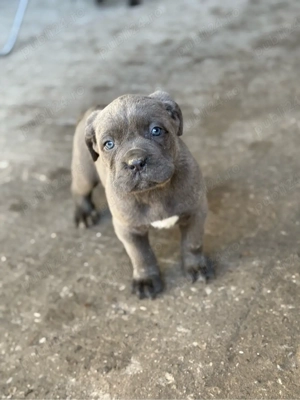 vand pui Cane Corso - imagine 3