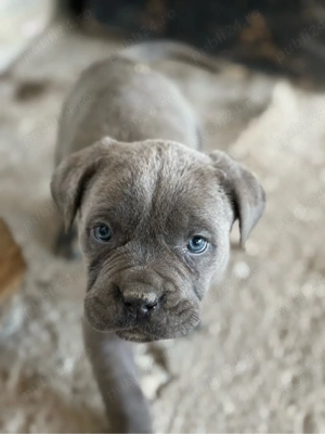 vand pui Cane Corso