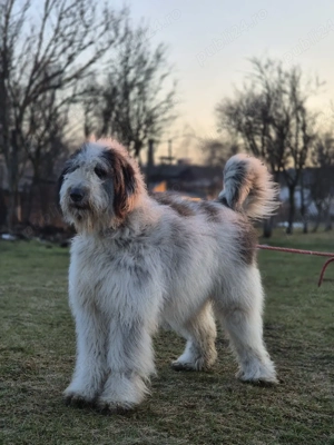 Vând Femelă Ciobănesc Românesc Mioritic  - imagine 3