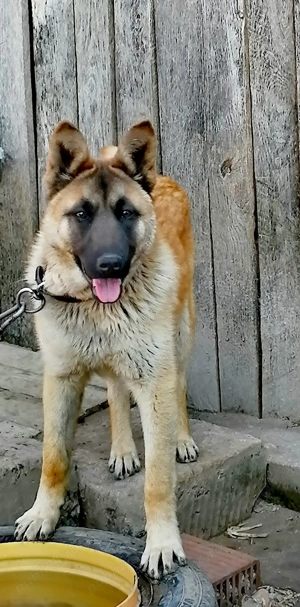 Ciobănesc belgian Malinois 