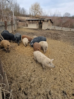 verusi si scrofite mangalita