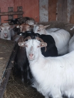 Tapi Castrați pt Pastramă! Tineri! Carne Fragedă