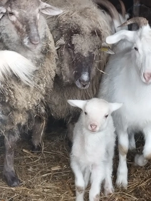 Tapi Castrați pt Pastramă! Tineri! Carne Fragedă - imagine 3