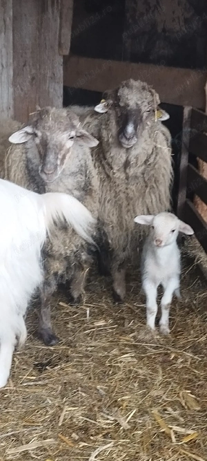 Tapi Castrați pt Pastramă! Tineri! Carne Fragedă - imagine 4