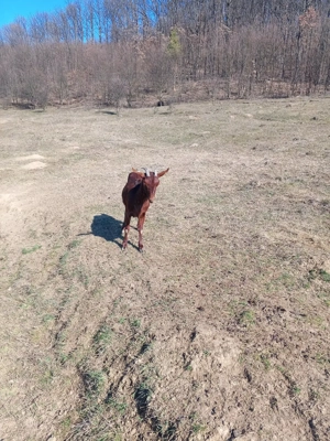 Vand capra Murciano Granadina - imagine 4