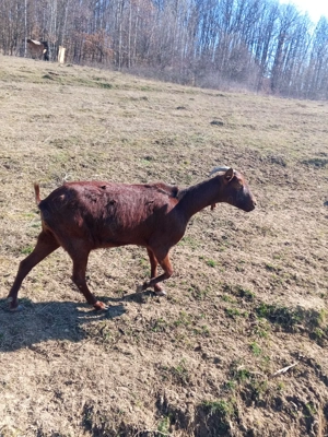 Vand capra Murciano Granadina - imagine 2