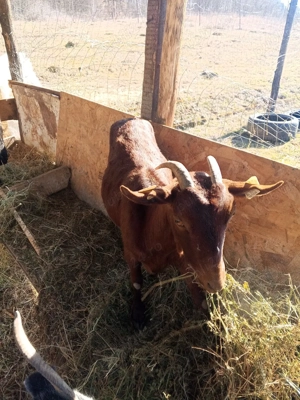 Vand capra Murciano Granadina - imagine 5