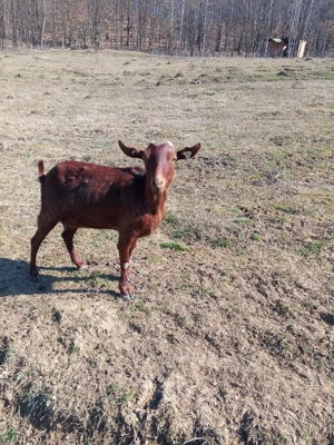 Vand capra Murciano Granadina