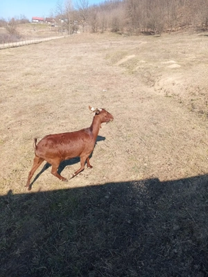 Vand capra Murciano Granadina - imagine 3