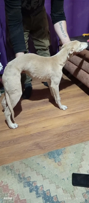 femela OGAR  - imagine 2