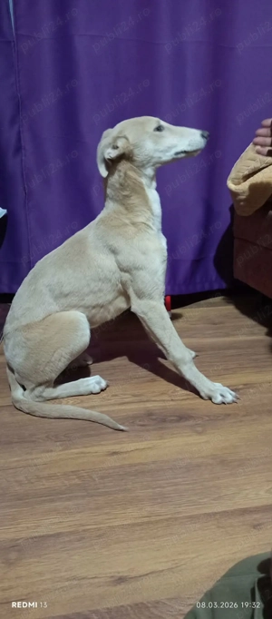 femela OGAR  - imagine 3