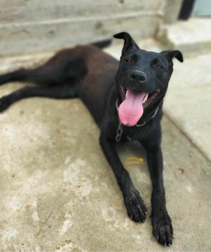 Donez , foarte bună pentru curte 