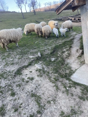 Vand un berbec mare 2 oi cu miel si 2 oi sterpe - imagine 5