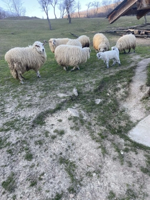 Vand un berbec mare 2 oi cu miel si 2 oi sterpe - imagine 2