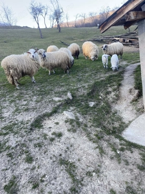 Vand un berbec mare 2 oi cu miel si 2 oi sterpe - imagine 3