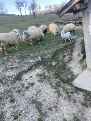 Vand un berbec mare 2 oi cu miel si 2 oi sterpe - imagine 4