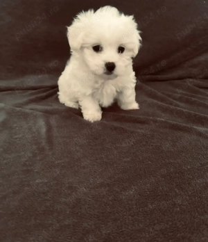 Vand bichon mini toy baietel 6 ssptamani