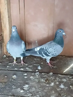 Porumbei voiajori. - imagine 4