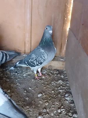 Porumbei voiajori. - imagine 2