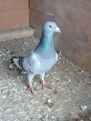 Porumbei voiajori. - imagine 3