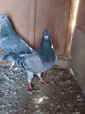 Porumbei voiajori. - imagine 5