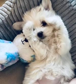 Vand bichon maltez talie mica baietel 6 saptamani