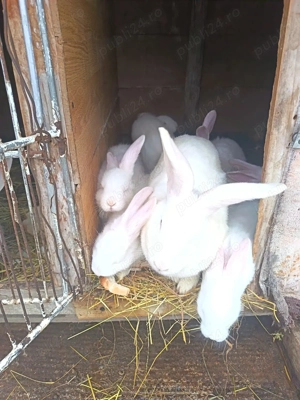 Iepuri belgieni  - imagine 3