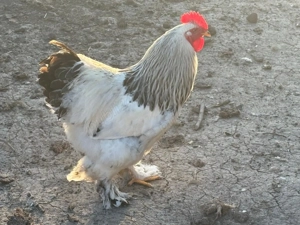 Vând cocoși Brahma