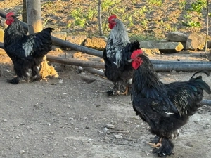 Vând cocoși Brahma - imagine 4