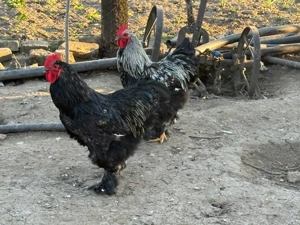 Vând cocoși Brahma - imagine 3