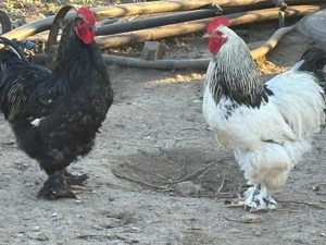 Vând cocoși Brahma - imagine 2