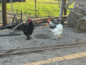 Vând cocoși Brahma - imagine 5