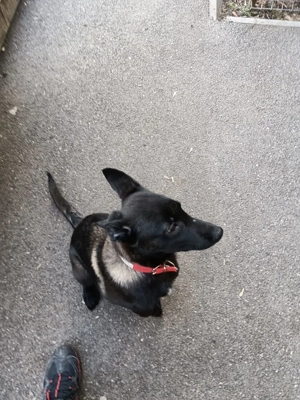 Ciobanesc belgian malinoa  - imagine 2